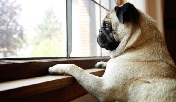 Wie man einen Hund ausbildet, um zu Hause zu bleiben