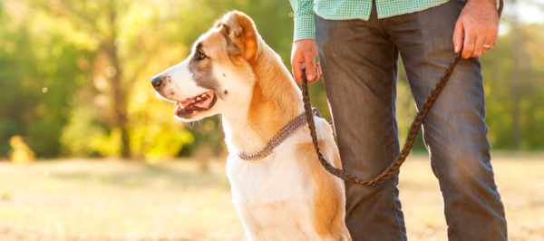 Wie man ein Führer für einen Hund wird