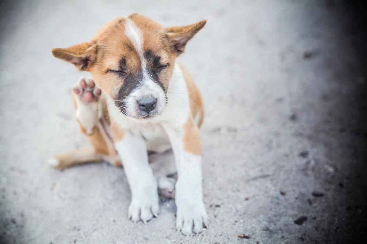 Wie bringt man Flöhe bei Hunden? bedeutet