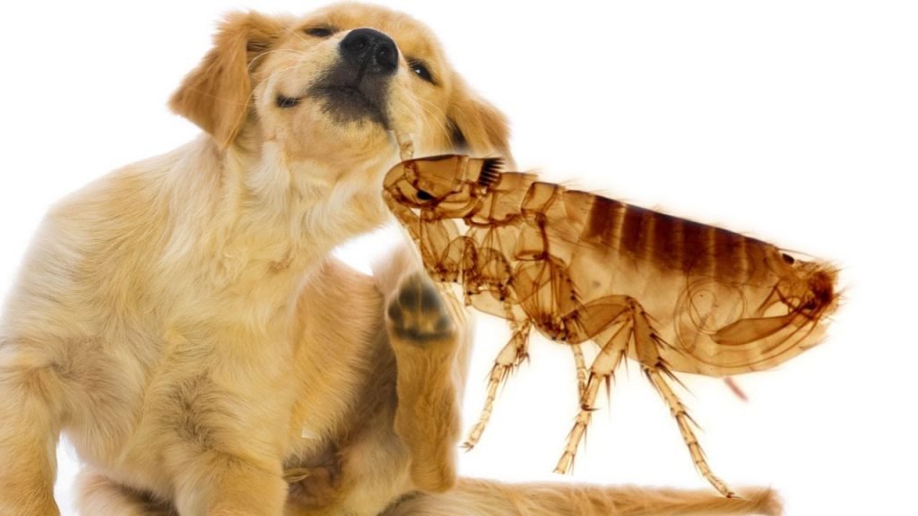 Wie bringt man Flöhe bei Hunden? bedeutet