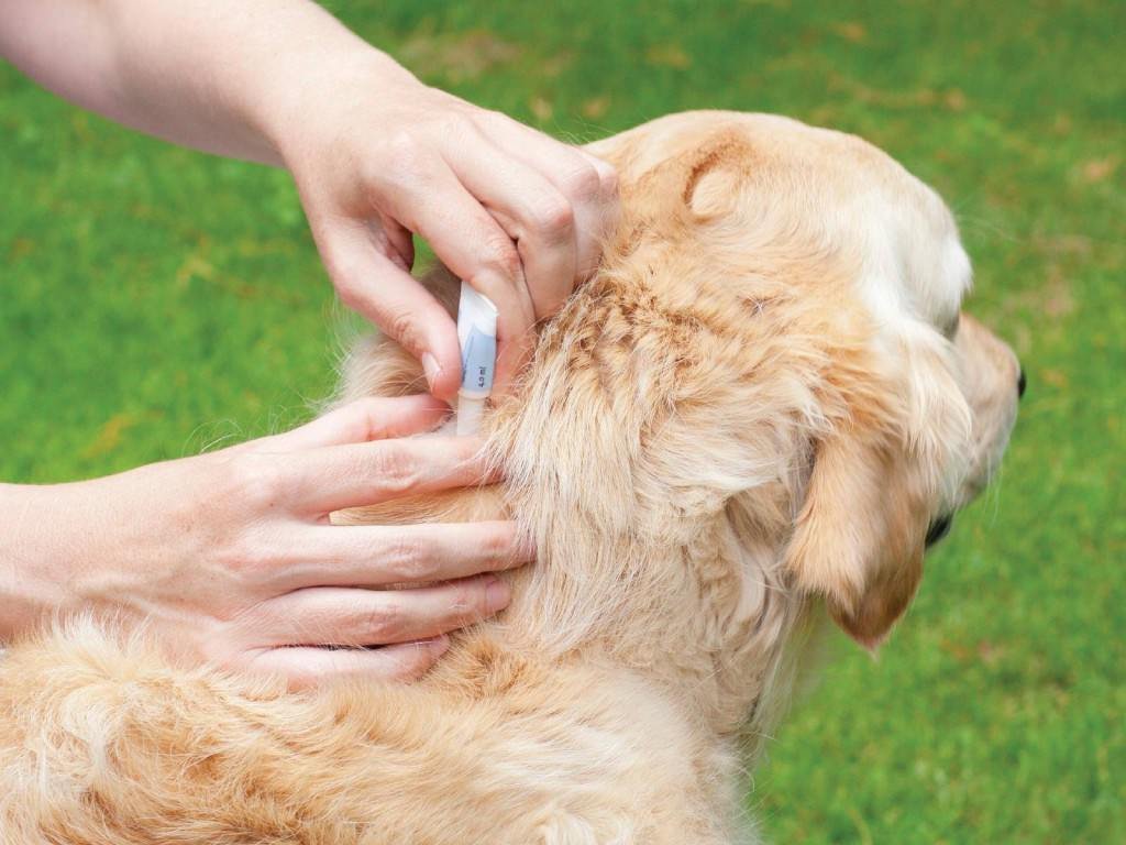 Wie bringt man Flöhe bei Hunden? bedeutet