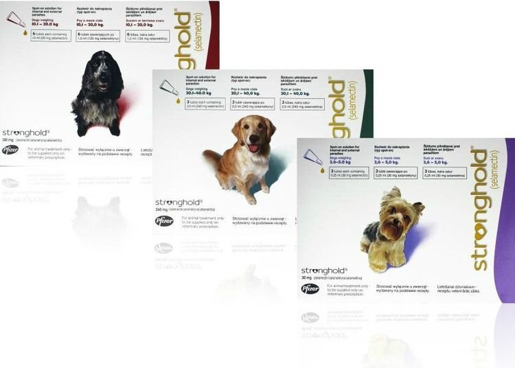 Wie bringt man Flöhe bei Hunden? bedeutet