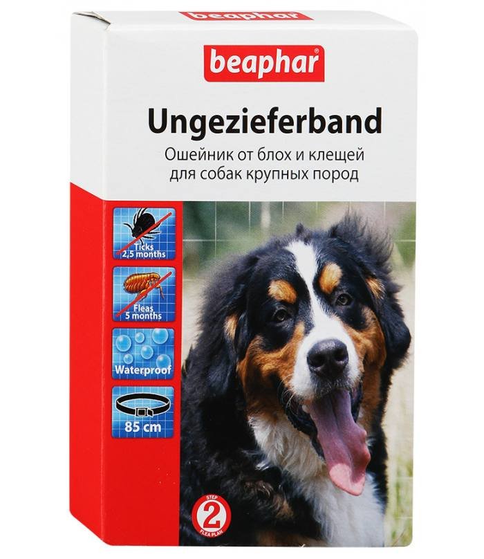Wie bringt man Flöhe bei Hunden? bedeutet