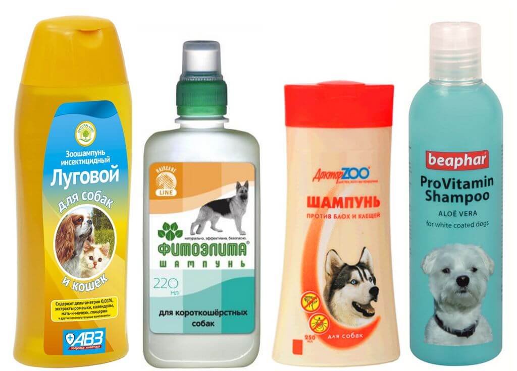 Wie bringt man Flöhe bei Hunden? bedeutet