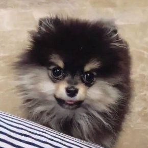 Pommerscher Spitz