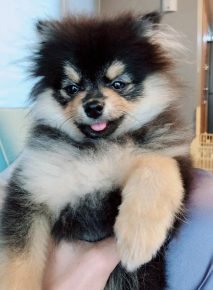Spitz