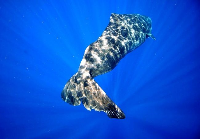 Pottwale werden oft in Gruppen (sogenannten Modulen) gesehen, von denen einige 15 bis 20 Tiere umfassen. Meistens weibliche und junge Tiere. Pottwale. Pottwale werden häufig in Gruppen (sogenannten Modulen) gesehen, von denen einige 15 bis 20 Tiere umfassen. Meistens weibliche und junge Tiere.
