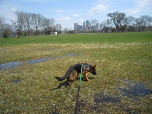 Giardiasis bei Hunden, klinische Symptome, Diagnose und Behandlung