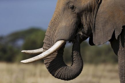 Elefant