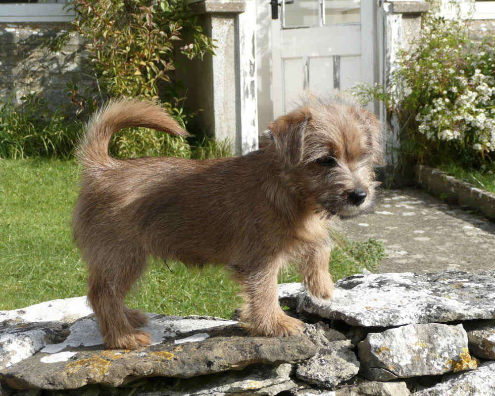 Norfolk Terrier - Foto