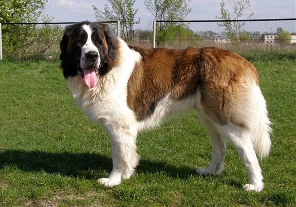 wunderbarer Wachhund für das Haus