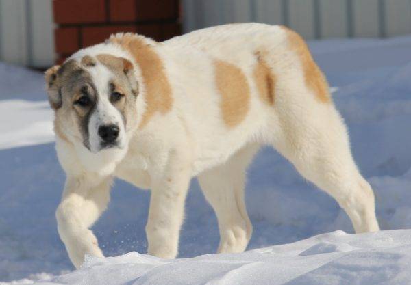 Zentralasiatischer Schäferhund (Alabay)