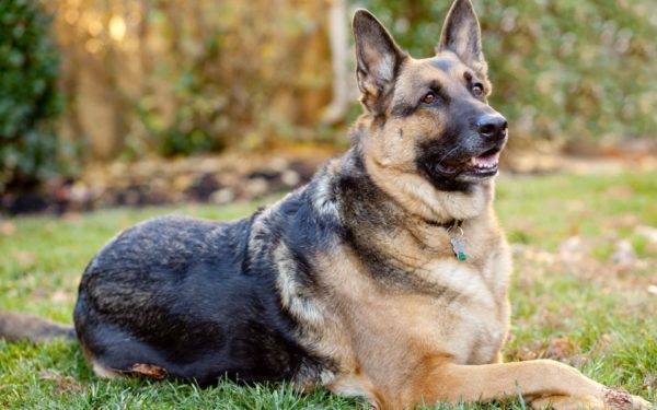 Deutscher Schäferhund