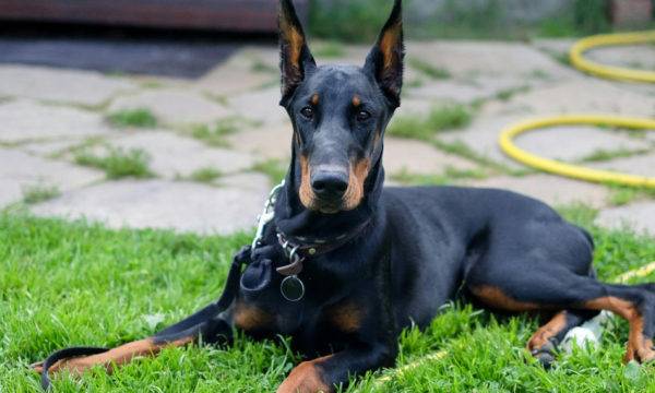Dobermann