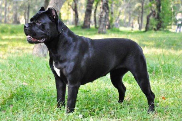 Italienischer Cane Corso
