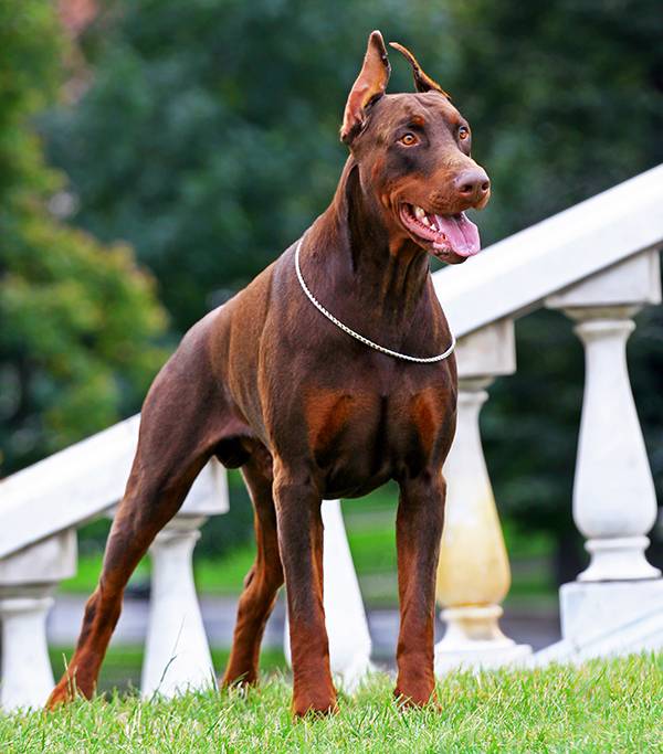 Wachhund