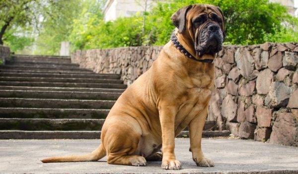 Bullmastiff