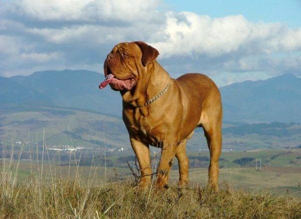 Bordeauxdogge