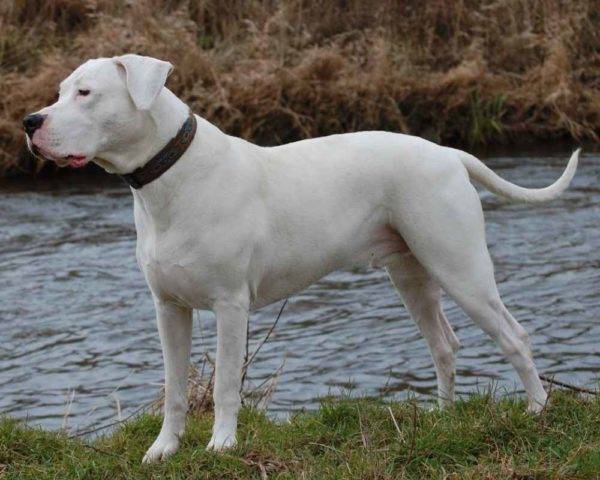 Dogo Argentino (Dogo Argentino oder Argentinischer Mastiff)