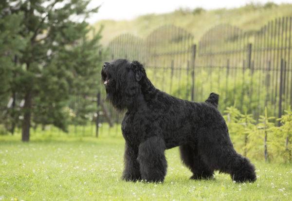 Russian Black Terrier (Stalins Hund)
