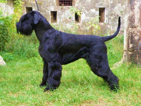 Riesenschnauzer