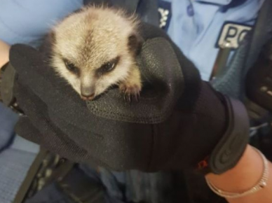 Erdmännchen und der Polizist