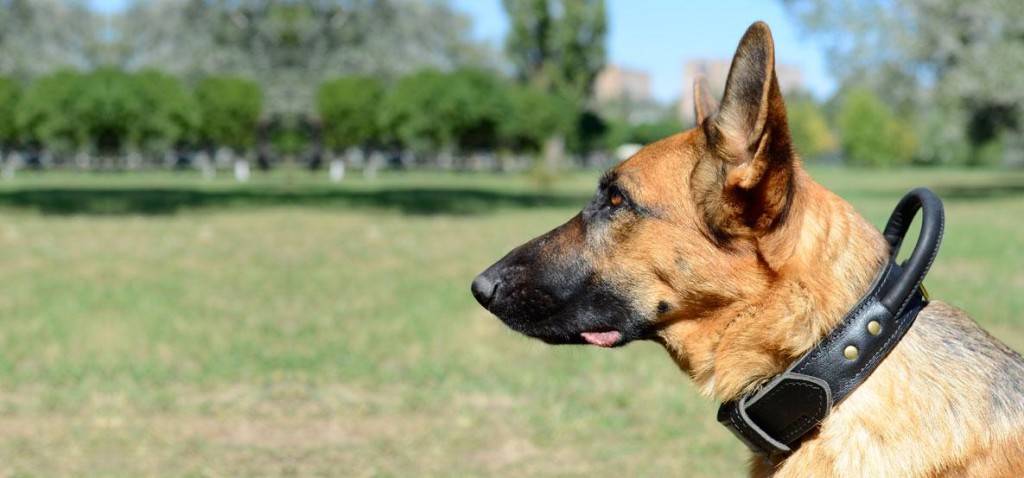 Halsband für einen Hund