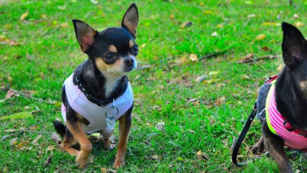Features Chihuahua Training den Artikel lesen
