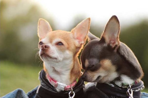 Chihuahua-Training