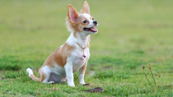 Chihuahua Training Artikel lesen
