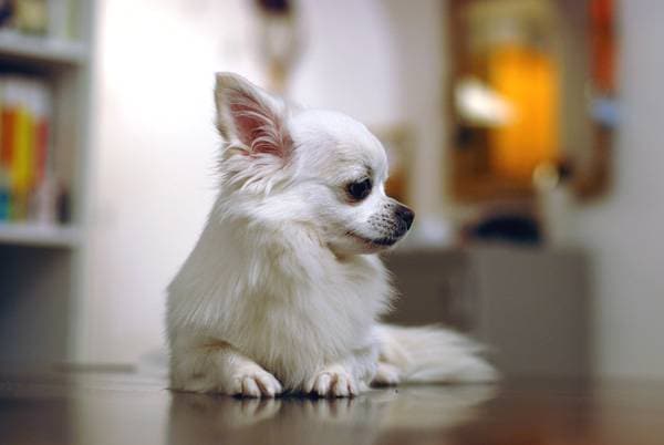 Chihuahua-Training. Zarte Toilettenprobleme
