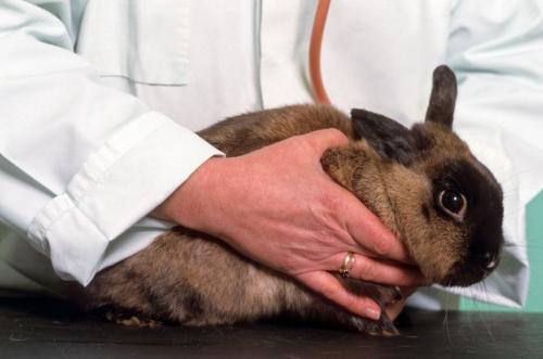 Erste Hilfe für das Kaninchen vor einem Besuch in zum Tierarzt