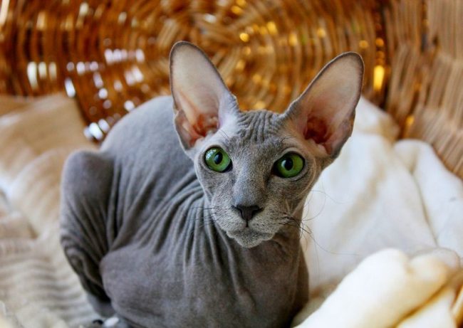 Die anmutige Sphinx von Peterbald vereint die subtile Ästhetik der Anmut der Katze, die Zartheit des Verhaltens und die uneingeschränkte Hingabe an den Besitzer. Die anmutige Sphinx von Peterbald vereint die subtile Ästhetik der Anmut der Katze, die Zartheit des Verhaltens und die uneingeschränkte Hingabe an den Besitzer.