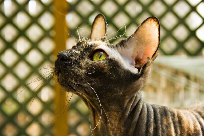 Peterbald ist immer noch ein Vielfraß. Um einen normalen Wärmeübergang aufrechtzuerhalten, sollte ein Haustier großzügig mit hochwertigem Trockenfutter oder Naturprodukten gefüttert werden, und zwar in strikter Übereinstimmung mit der Menge, die es benötigt. Peterbald ist immer noch ein Vielfraß. Um einen normalen Wärmeübergang aufrechtzuerhalten, sollte ein Haustier großzügig mit hochwertigem Trockenfutter oder Naturprodukten gefüttert werden, und zwar in strikter Übereinstimmung mit der Menge, die es benötigt.