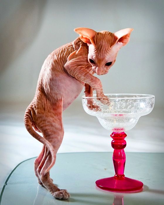 Wenn Sie einen Peterbald kaufen, sollten Sie auf einige Probleme vorbereitet sein. Sie müssen die Temperatur im Raum sorgfältig überwachen, Zugluft beseitigen und +20 - 25 Grad einhalten, da sich Ihr Haustier sonst erkälten und krank werden kann. Wenn Sie einen Peterbald kaufen, sollten Sie auf einige Probleme vorbereitet sein. Sie müssen die Temperatur im Raum sorgfältig überwachen, Zugluft beseitigen und +20 - 25 Grad einhalten, da sich Ihr Haustier sonst erkälten und krank werden kann.