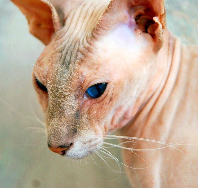 Die Rasse von Peterbald ist noch recht jung. Die Zucht begann 1994 mit der Kreuzung der Katzen Don Sphynx und Oriental. Die Rasse von Peterbald ist noch recht jung. Die Zucht begann 1994 mit der Kreuzung der Katzen Don Sphynx und Oriental.
