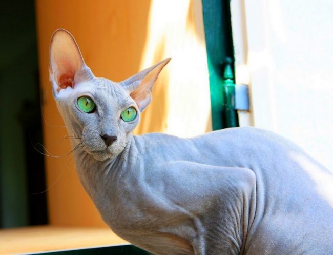 Äußerlich einer eleganten Figur ähnlich, ist ein Peterbald ungewöhnlich gesprächig und wird nicht nur auf dich hören, er wird sicherlich seine Meinung äußern oder vielleicht ein paar praktische Ratschläge geben, natürlich katzenartig. Äußerlich einer eleganten Figur ähnlich, ist ein Peterbald ungewöhnlich gesprächig und wird nicht nur auf dich hören, er wird sicherlich seine Meinung äußern oder vielleicht ein paar praktische Ratschläge geben, natürlich katzenartig.