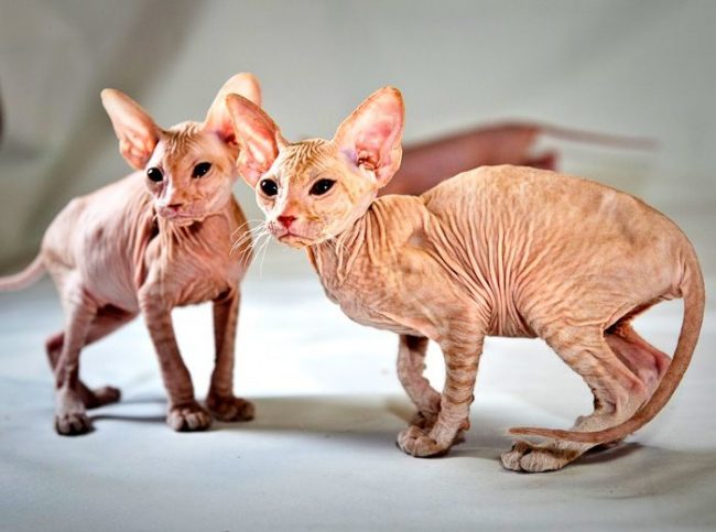 Nackte Kätzchen Peterbald Nackte Kätzchen Peterbald