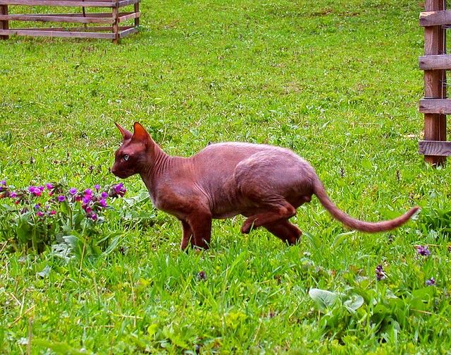 Wenn Sie Peterbald von Kindesbeinen an auf die Straße bringen, wird ein Spaziergang sowohl Ihnen als auch Ihrem Haustier Freude bereiten. Wenn Sie Peterbald von Kindesbeinen an auf die Straße bringen, wird ein Spaziergang sowohl Ihnen als auch Ihrem Haustier Freude bereiten.