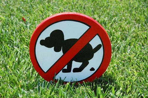 Warum müssen Sie den Hund auf der Straße aufräumen - mehrere neue Ansätze