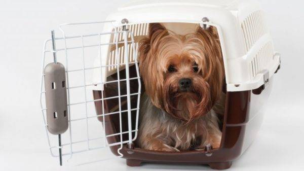 Hund in der Kutsche