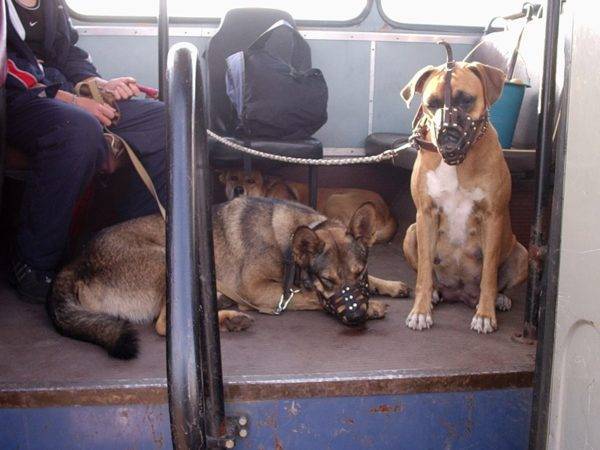 Beförderung von Hunden in öffentlichen Verkehrsmitteln