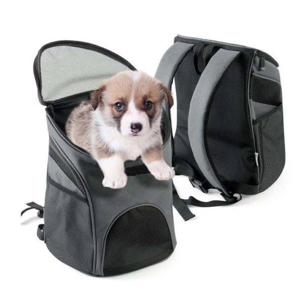 kleiner Hund in der Kutsche