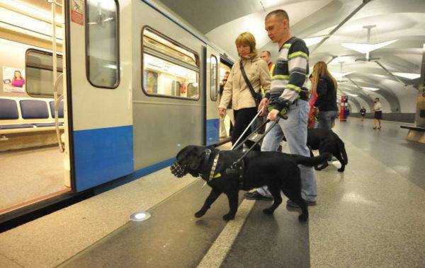 Blindenhunde