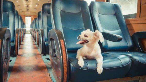 Hundewagen