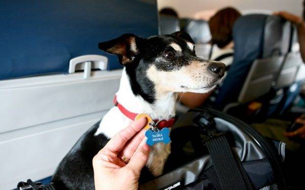 Beförderung von Tieren im Flugzeug