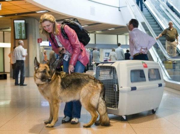 Lufttransport von Hunden außerhalb der Staatsgrenzen