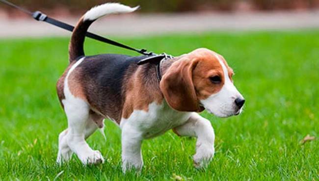 Dog Walking Rules