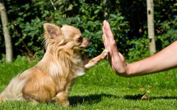 Teams zum Laufen mit dem Hund