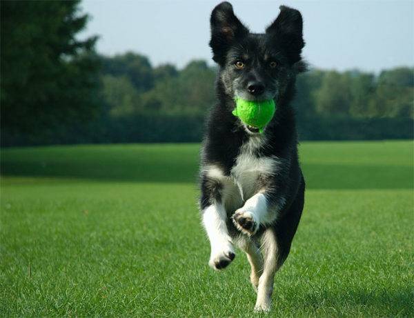 Welpe und Ball